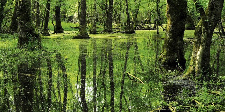 İğneada Floodplain Forests National Park