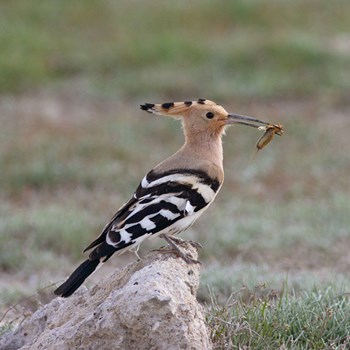 Lake Seyfe Bird Sanctuary